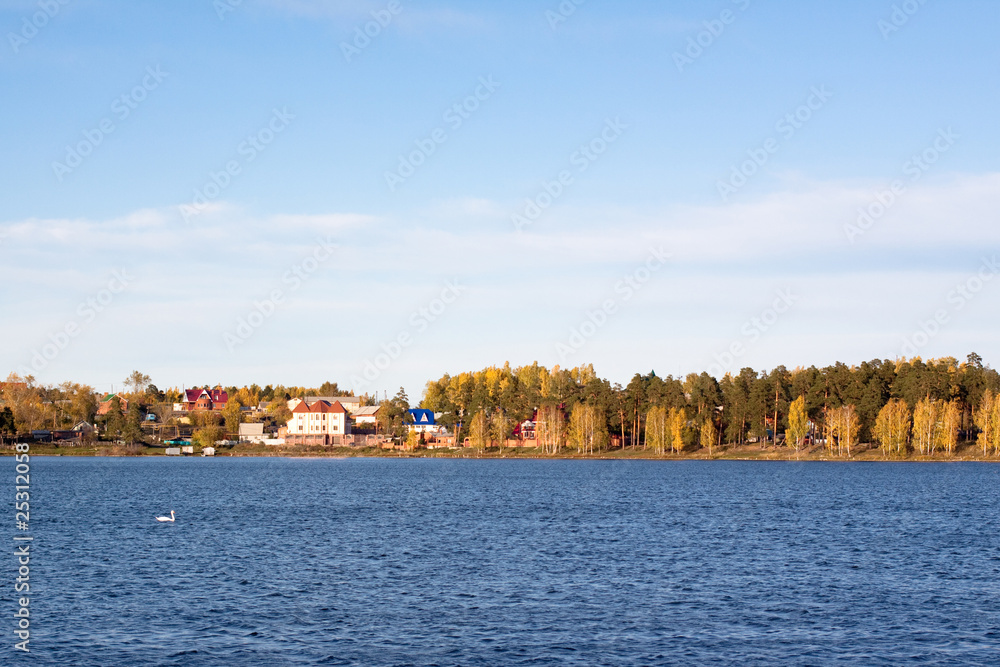 Fototapeta premium A swan floating in a lake