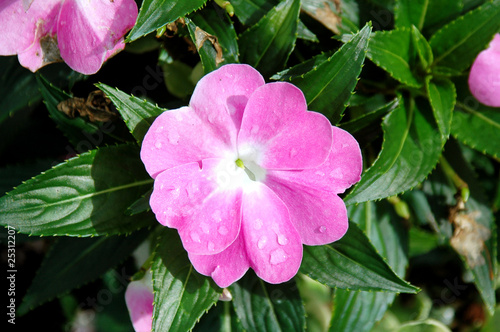 Soft violet impatiens flower with water drops