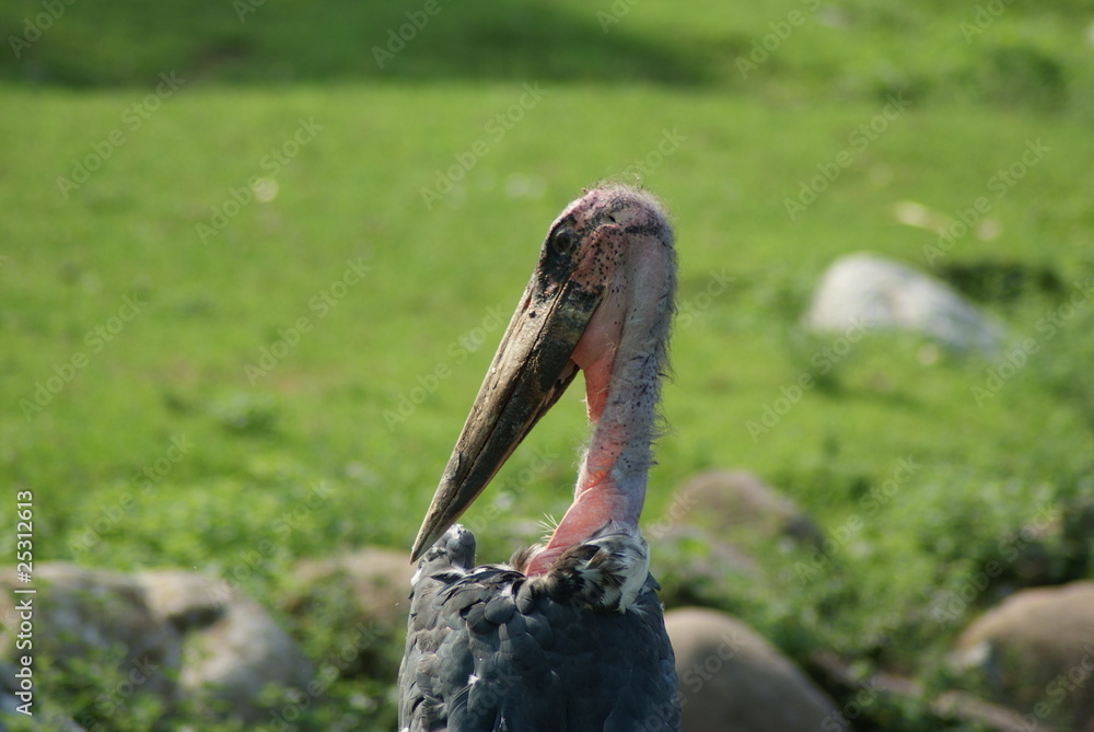 Obraz premium SPAZZINO