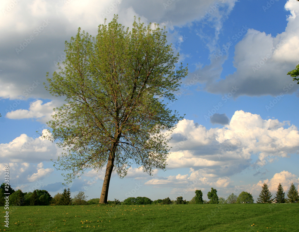 The Tree The Tree