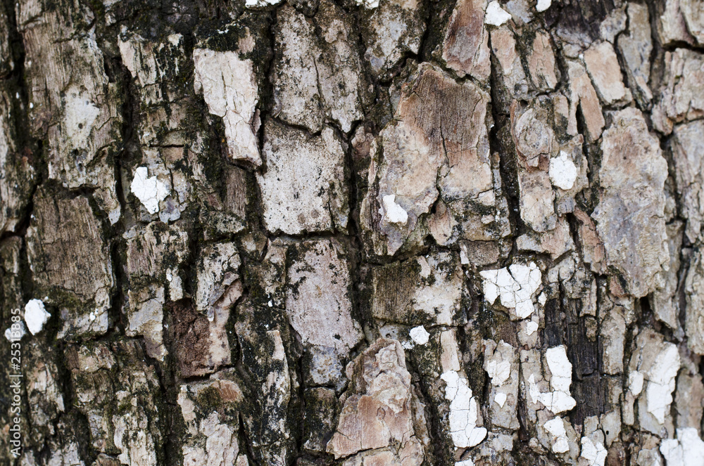 bark tree bark tree