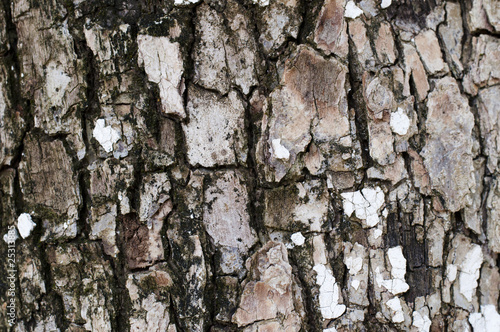 bark tree