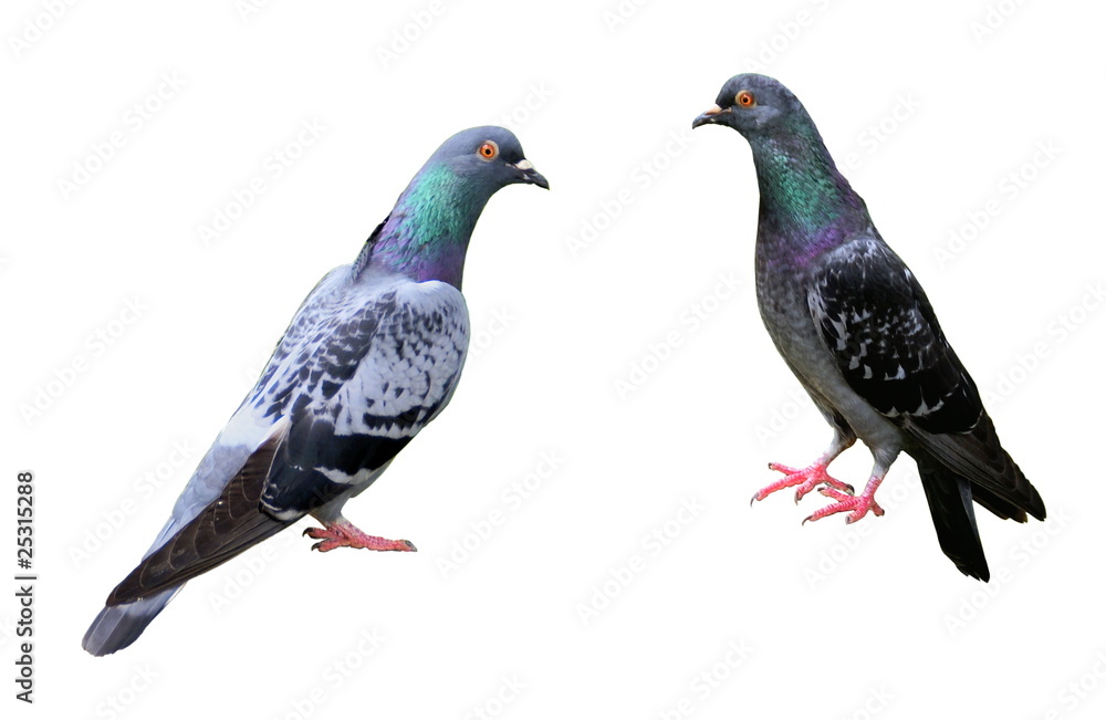 Pigeons Pigeons