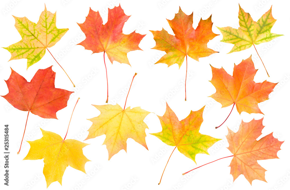 autumn maple leaves set autumn maple leaves set