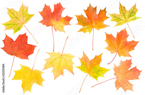 autumn maple leaves set