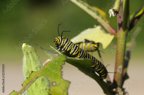 Monarch Butterfly Caterpillar © Ron Rowan