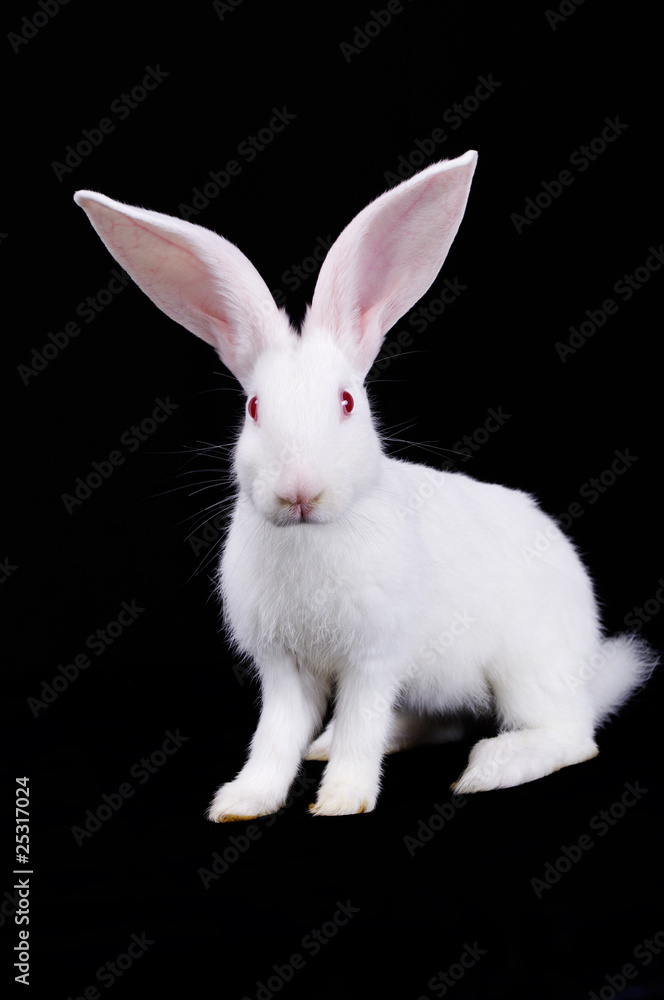 Rabbit Rabbit