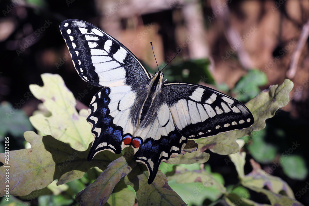 Naklejka premium European Swallowtail Butterfly female