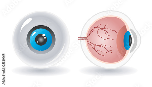 vector anatomy of human eye