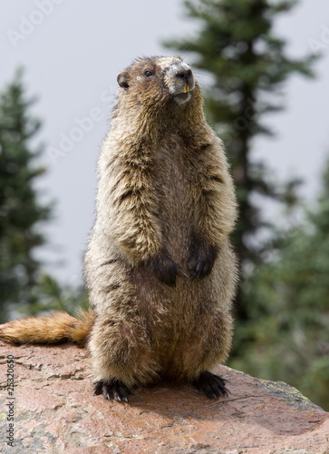 Hoary Marmot posing photo