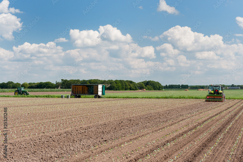 Fototapeta premium Tractor in the fields