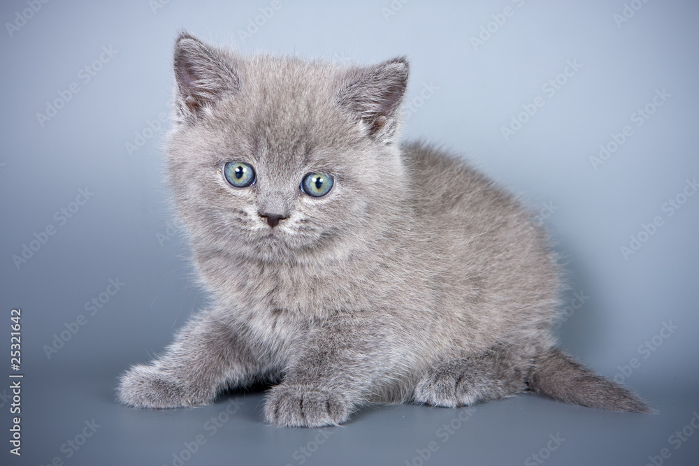 British kitten on grey background