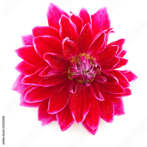 Red cactus Dahlia