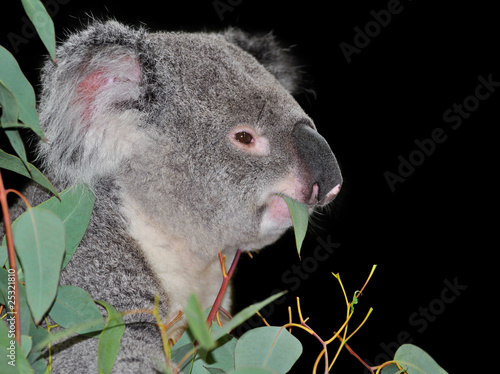 Canvas Print koala bear eating eucalyptus leaves