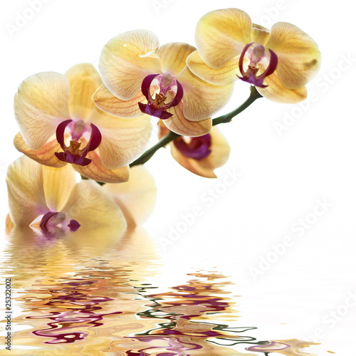 Orchid on white background with reflection