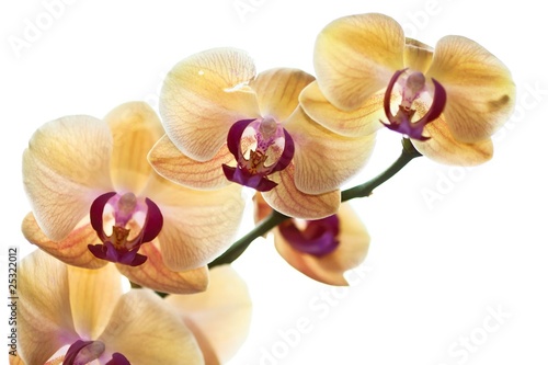 Yellow Orchid