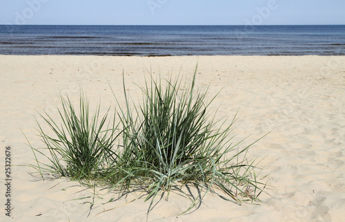 Grass in sand.