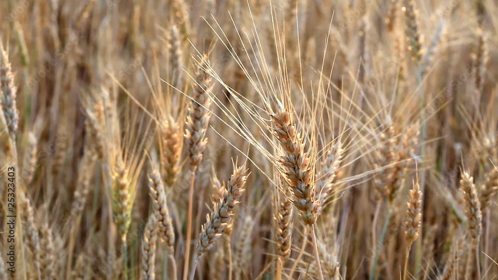 wheat ears wheat ears