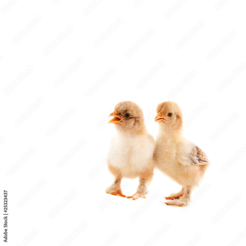 Fototapeta premium Little chicks