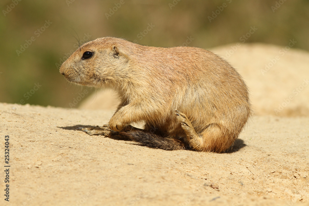 Little prairie dog Little prairie dog