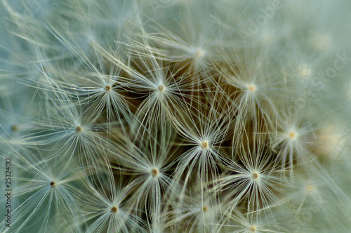                Dandelion