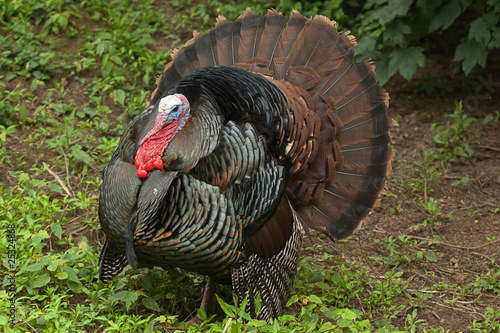 male turkey 8661