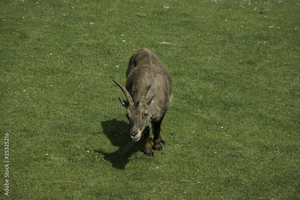 Frau Bock