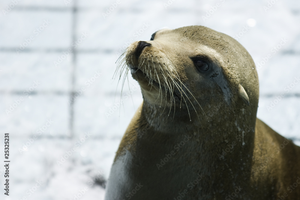 Seelöwe