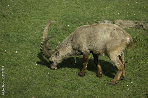 Obraz na płótnie Herr Bock w salonie