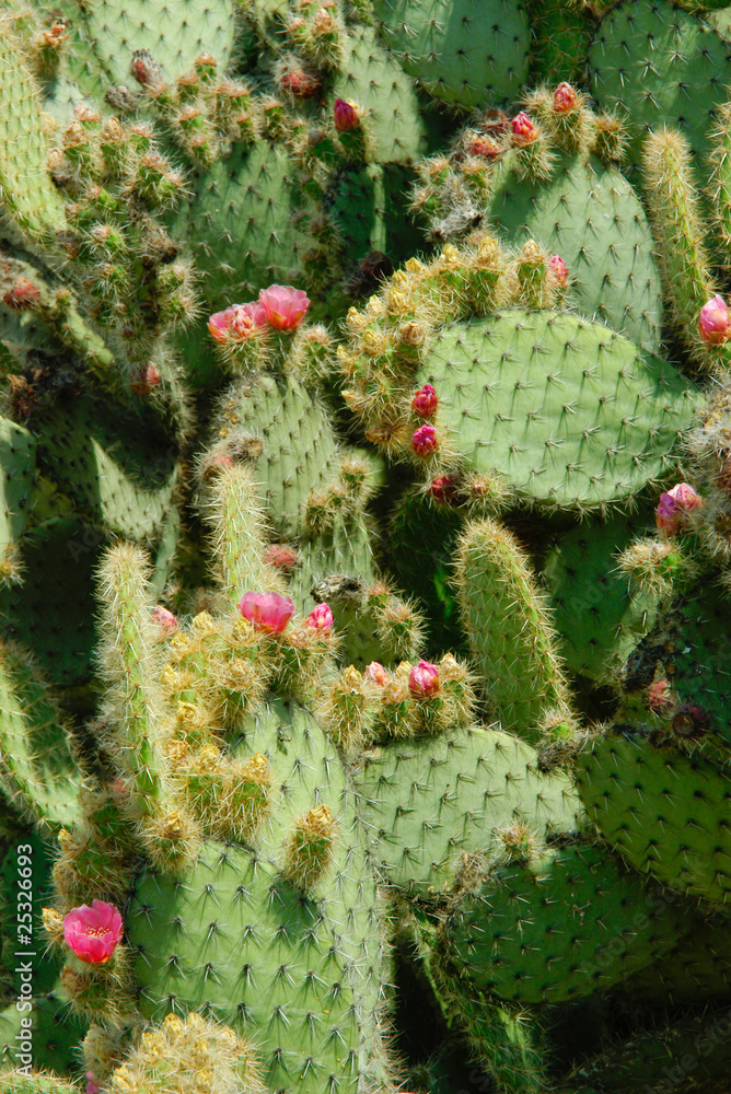 Cactus leaves with spines are covered with pink flowers and buds Stock ...