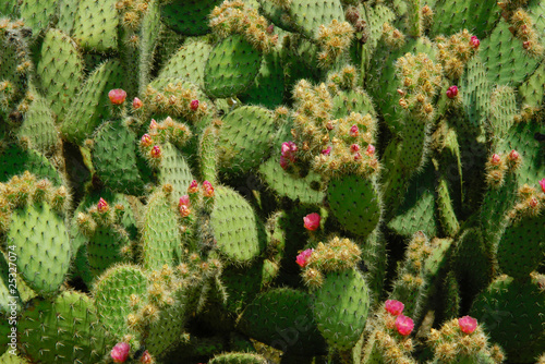 A lot of cactus leaves with flowers.