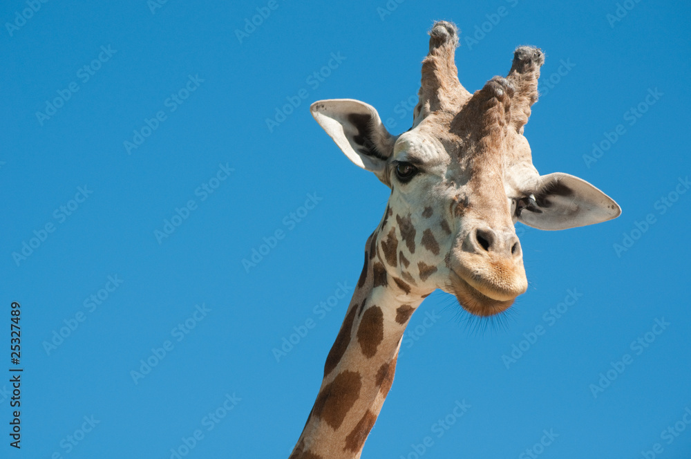 Fototapeta premium Giraffe head