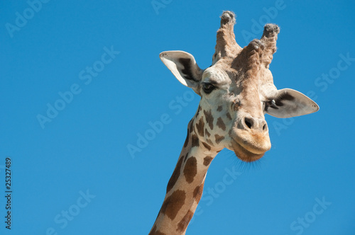 Giraffe head © ArvaCsaba
