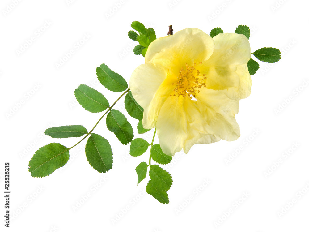 Obraz premium flowers of Dog Rose, Rosa canina