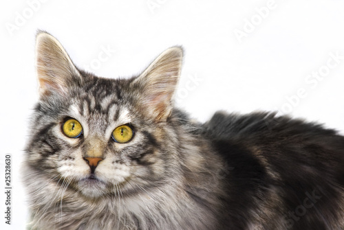 maine coon katze, freisteller