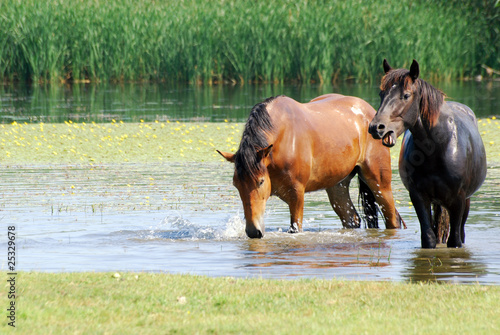 black and brown horse in water