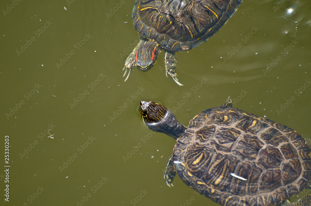 Turtles Turtles