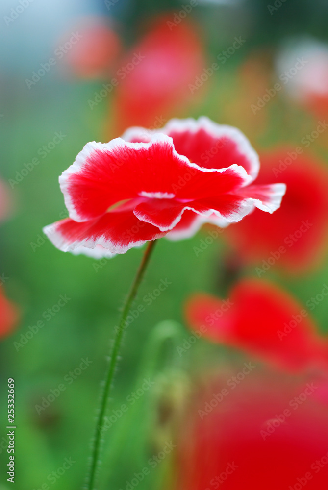 Obraz premium red poppie