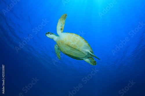 Green Sea Turtle