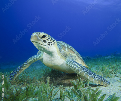 Green Sea Turtle © Richard Carey