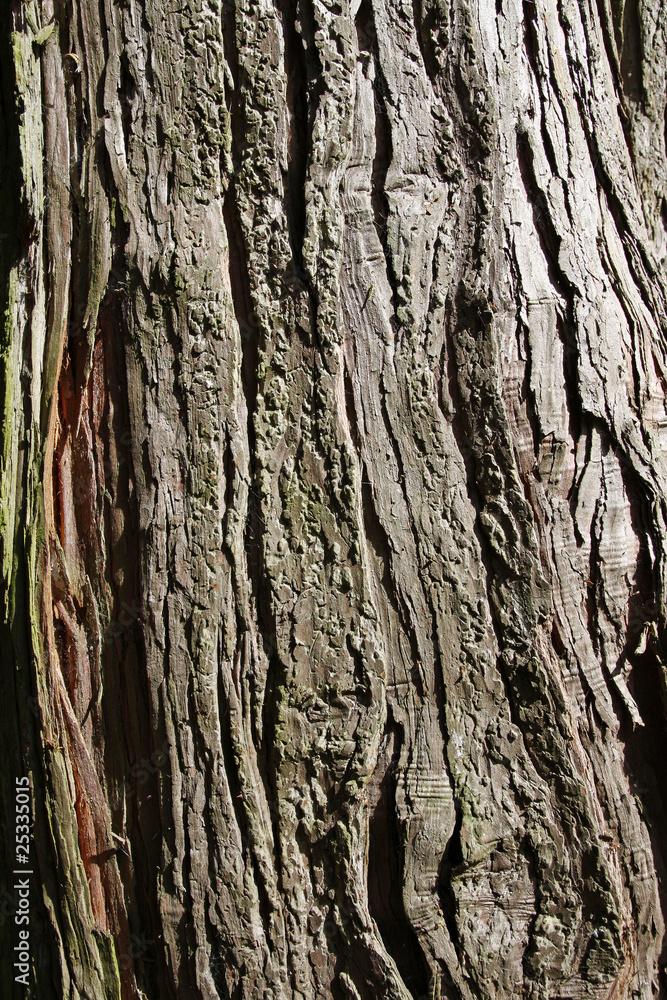 Obraz premium Tree bark texture