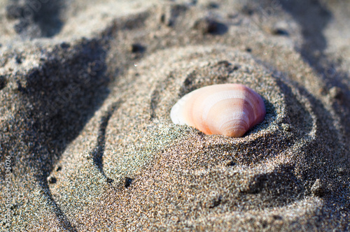 shell on the beach