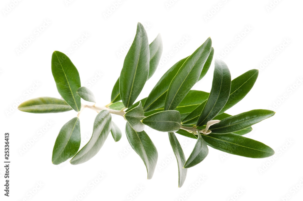 Olive branch isolated on the white