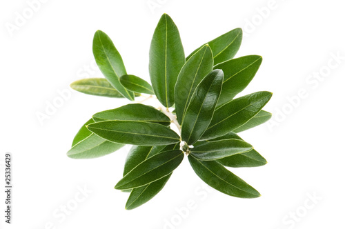 Olive branch isolated on the white