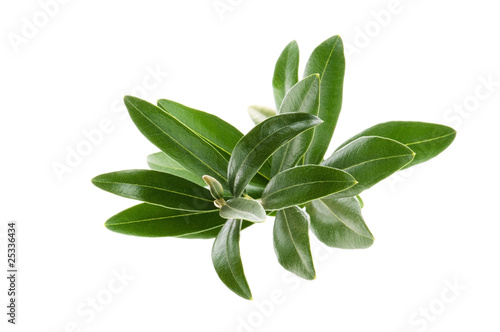 Olive branch isolated on the white