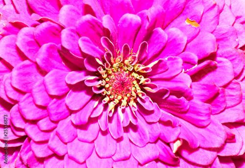 flower close-up © Natalia Pavlova