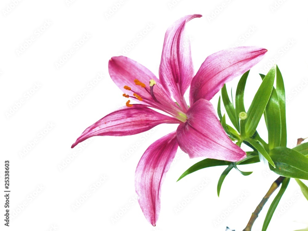 Naklejka premium Lily