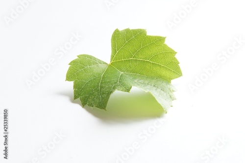 weinblatt