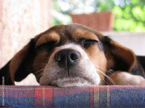 Beagle che dorme photo