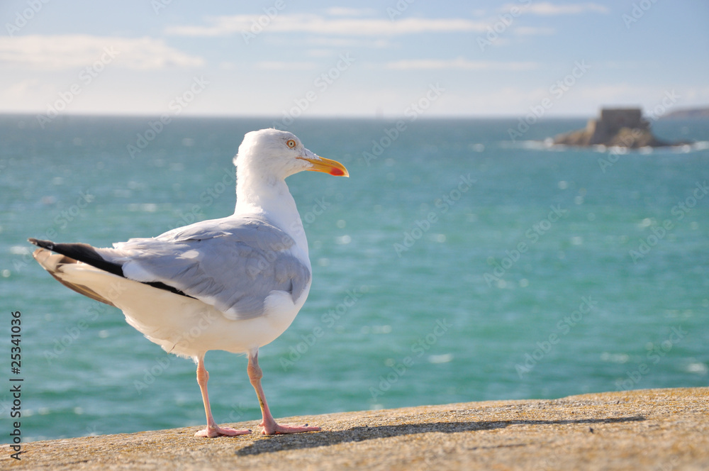 Mouette sur un mur Mouette sur un mur